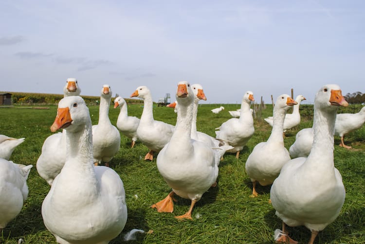 The Legal Presumption: Is a Duck Always a Duck?