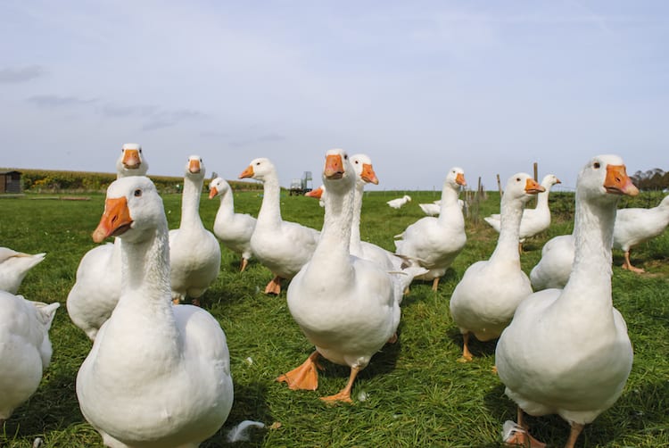 The legal presumption is a duck always a duck veterans law blog 