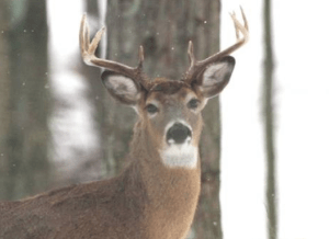 Can Hunting for Deer Teach us Anything about the VA Claims Process?