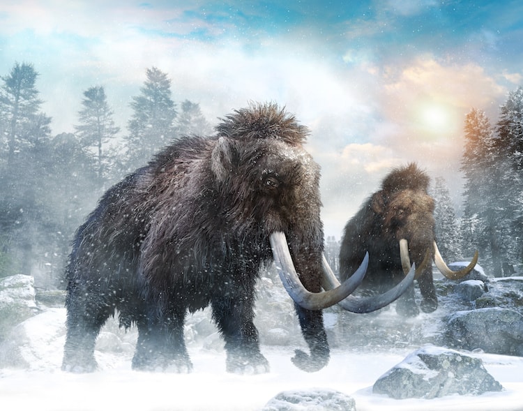 What does a Wooly Mammoth have in common with a VA Claim to Reopen?